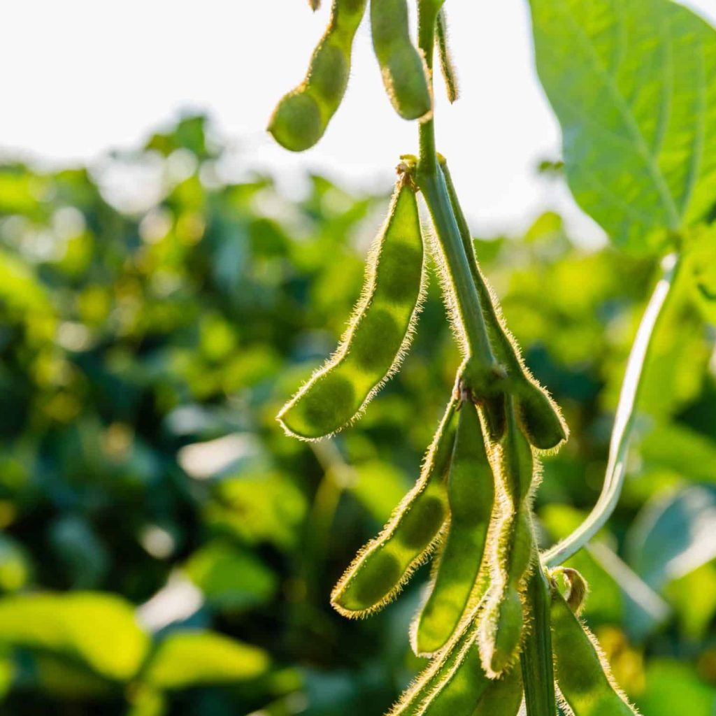 Soybean,Pods,,Close,Up.,Agricultural,Soy,Plantation,And,Sunshine.,Soy