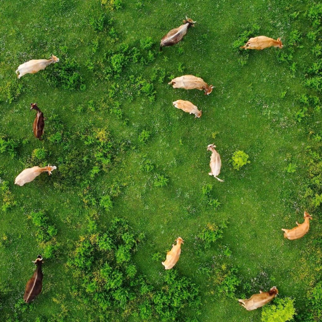 Aerial,View,Of,Free,Grazing,Cows,On,A,Natural,Pastureland